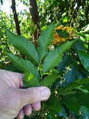 Toechima daemelianum
