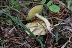 Suillus sibiricus