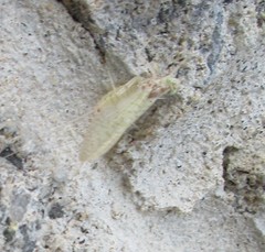 Maccaffertium mediopunctatum