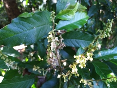 Toechima daemelianum