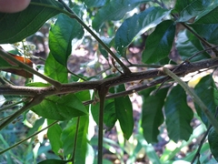 Toechima daemelianum