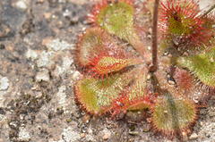 Drosera dielsiana