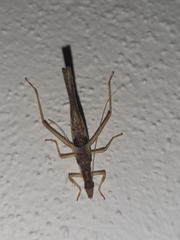 Neoxabea cerrojesusensis