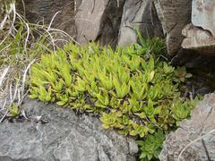 Crassula alba