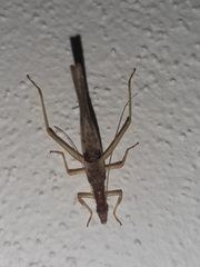 Neoxabea cerrojesusensis