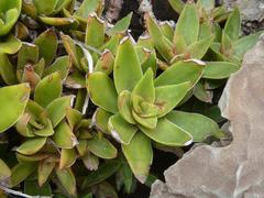 Crassula alba