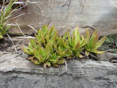 Crassula alba