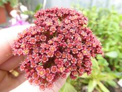 Crassula alba