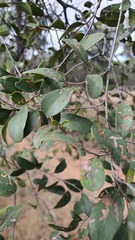 Cadellia pentastylis