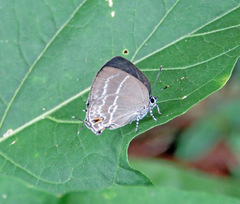 Cupathecla cupentus