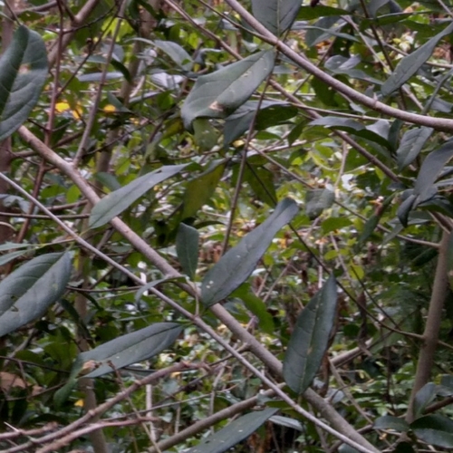 Image of Vangueria lasiantha by (c) Rosemary Harrison, some rights reserved (CC BY-SA)