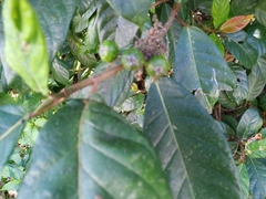 Ficus congesta