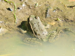 Pelophylax ridibundus