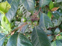 Ficus congesta