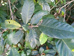 Ficus congesta