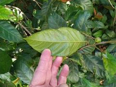 Ficus congesta