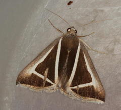 Chalciope delta