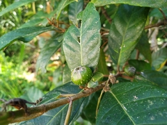 Ficus congesta