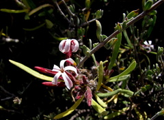 Pachypodium succulentum