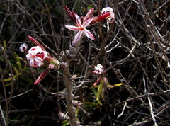 Pachypodium succulentum