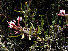 Pachypodium succulentum