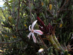 Pachypodium succulentum