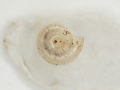 Glyphyalinia indentata