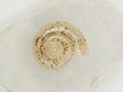 Glyphyalinia indentata