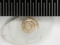 Glyphyalinia indentata