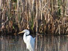 Ardea alba