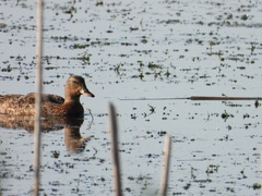 Anas platyrhynchos