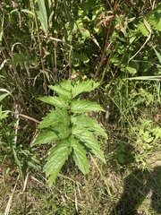 Filipendula ulmaria