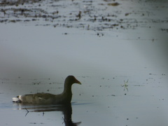 Gallinula galeata