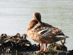 Anas platyrhynchos