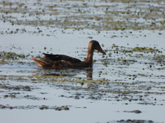 Anas platyrhynchos