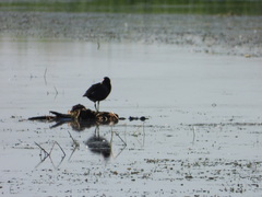Gallinula galeata