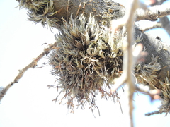Tillandsia capillaris