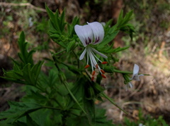 Pelargonium ribifolium