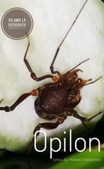 Erginulus subserialis