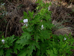 Pelargonium ribifolium