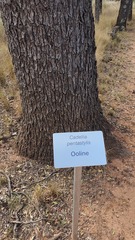 Cadellia pentastylis