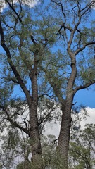 Cadellia pentastylis