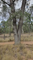 Cadellia pentastylis