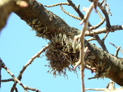 Tillandsia capillaris