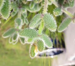 Delosperma echinatum