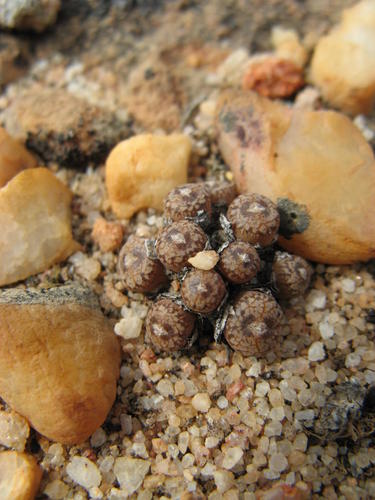 Conophytum comptonii