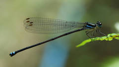 Onychargia