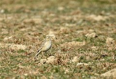 Anthus godlewskii