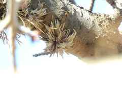 Tillandsia capillaris