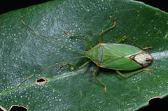 Urolabida